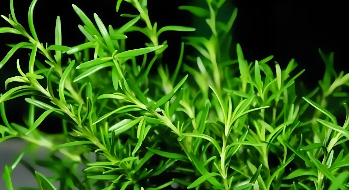 why rosemary oil is good for hair